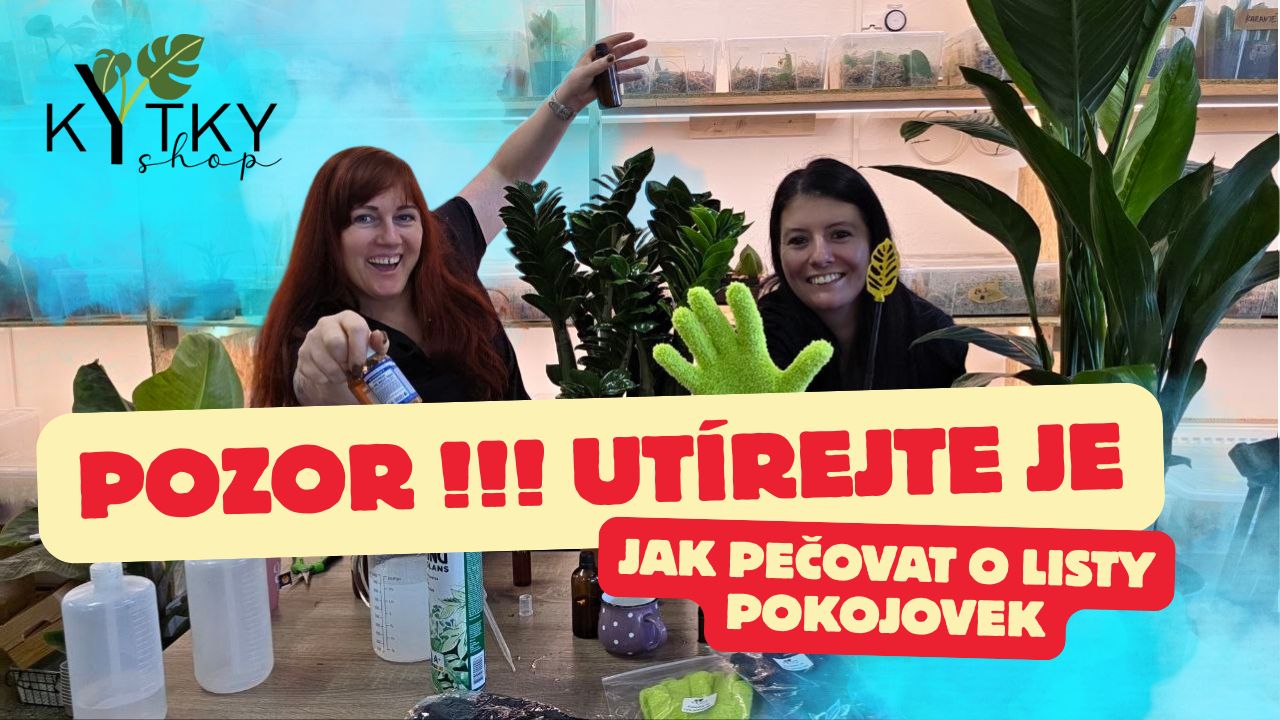Péče o pokojové květiny a tipy od nás